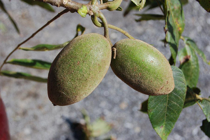 Виды орехов