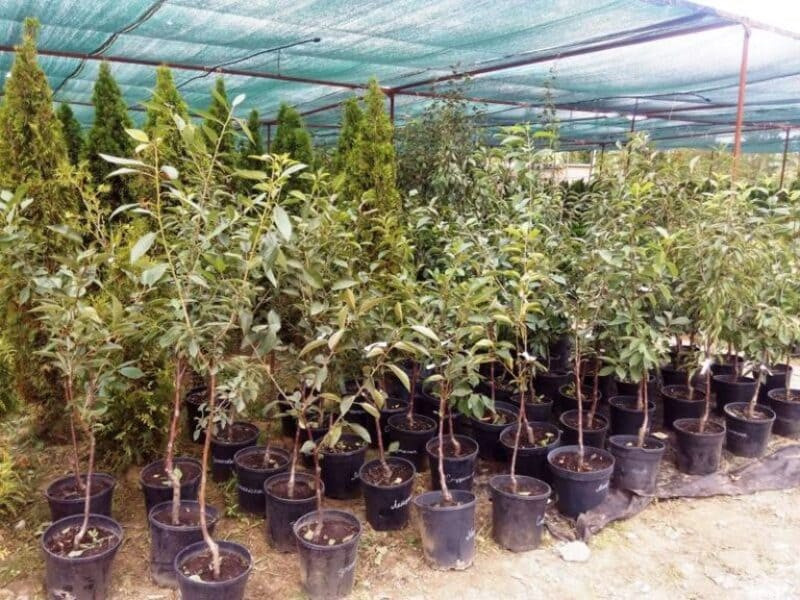 Важно выбрать здоровый и крепкий саженец