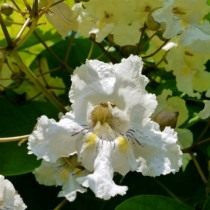 Катальпа красивая (Catalpa speciosa)
