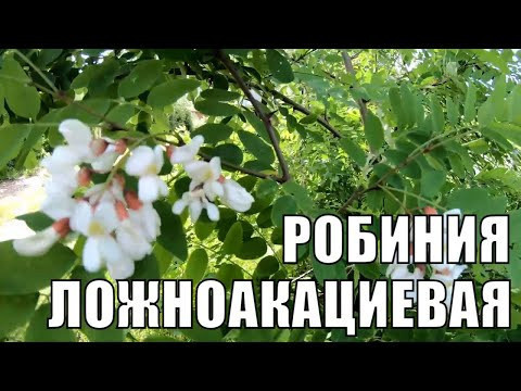 Почему Робиния ложноакация занесена в нашу черную книгу. Полезная информация об акации белой