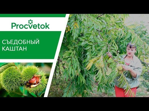 Съедобный каштан – восхитительная экзотика в саду! Оно вырастет и у вас!