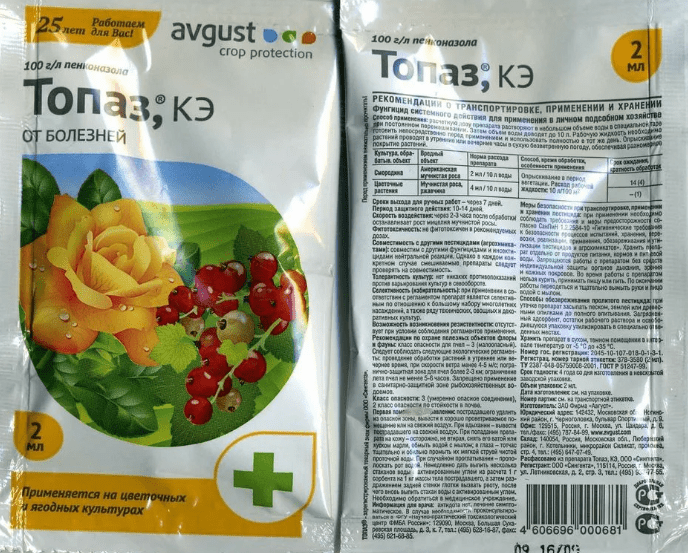 Актинидия в Сибири: зимостойкие виды и сорта, выращивание