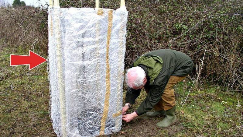 защита деревьев на зиму – важная мера защиты плодовых культур от морозов