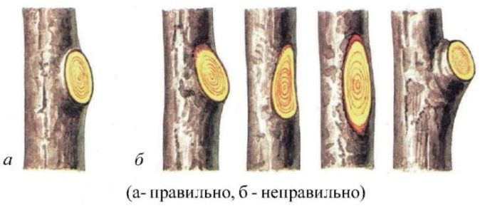 Правильные и неправильные варианты вырезания кольца