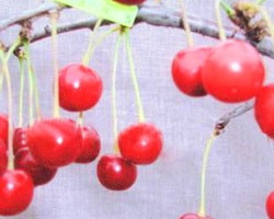 cherry Star описание выбор отзывы