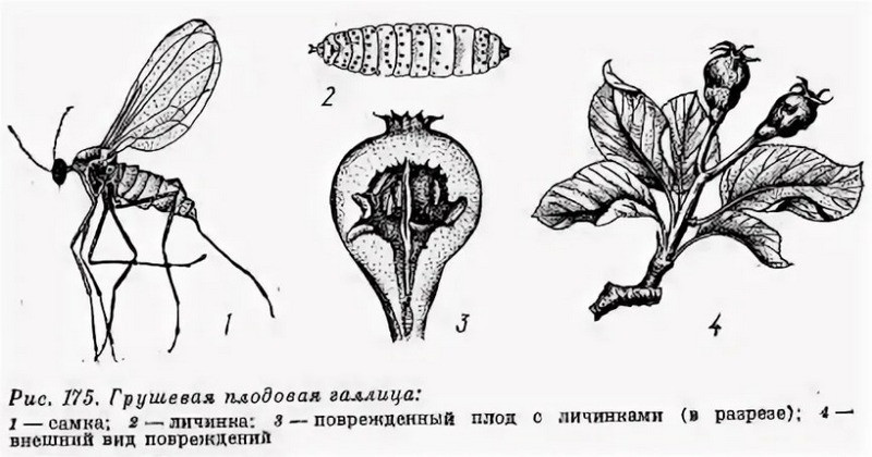 Поражение дерева грушевыми галлицами снижает урожайность плодовых культур