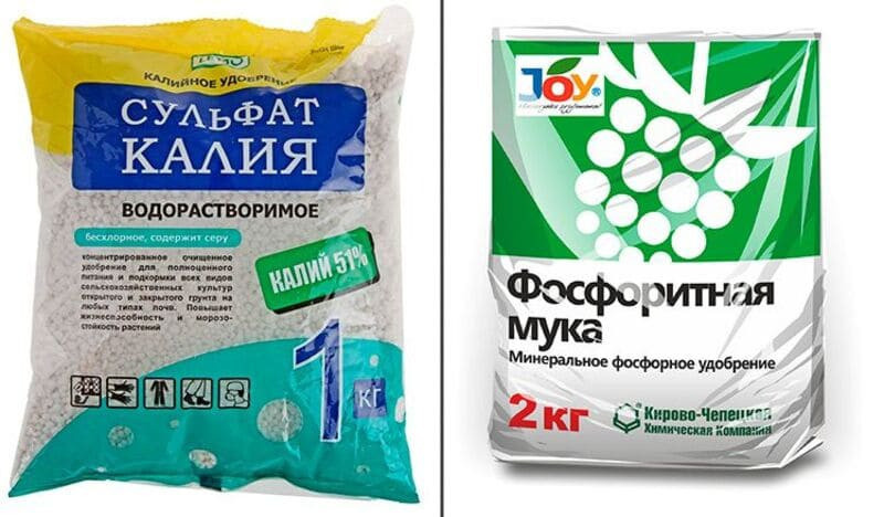 Необходимо регулярно подкармливать деревья фосфором и калием