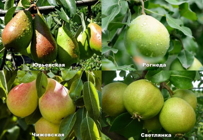 Груша частично самоплодна, для опыления ей нужны сорта-опылители
