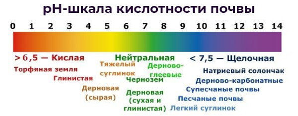 Бамбук: трава или дерево, куст? Что это за фото
