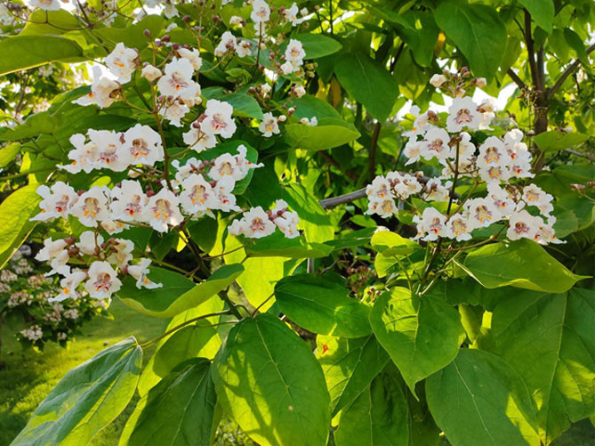 Дерево катальпа – посадка и уход, описание сортов, фото