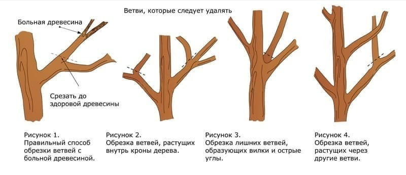 После окончания листопада проводят санитарную обрезку груши Видной
