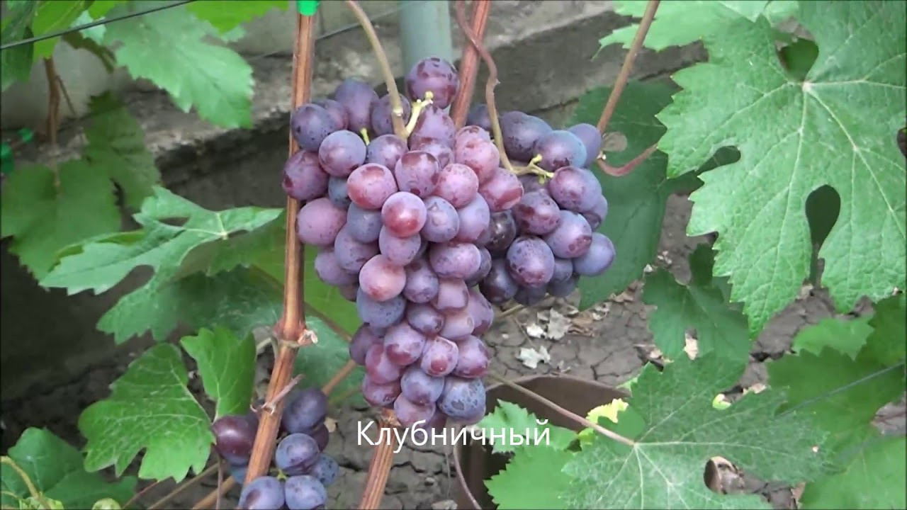 Виноград Клубничный