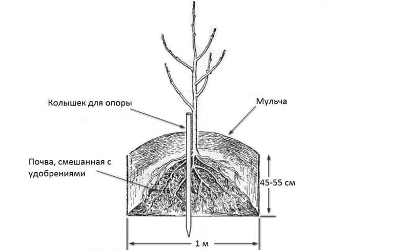 Общая схема посадки саженца груши